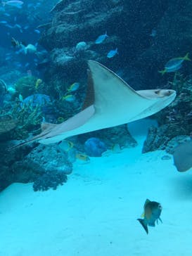 名古屋港水族館に投稿された画像（2022/8/18）