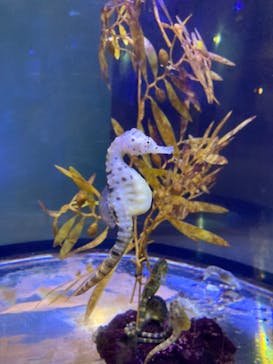 ゼロ距離水族館 伊勢シーパラダイスに投稿された画像（2022/8/18）