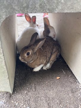 群馬サファリパークに投稿された画像（2022/8/18）