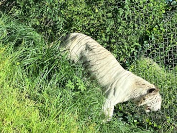 群馬サファリパークに投稿された画像（2022/8/18）