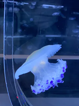 すみだ水族館に投稿された画像（2022/8/18）