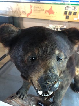 のぼりべつクマ牧場に投稿された画像（2022/8/18）