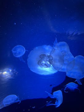 サンシャイン水族館に投稿された画像（2022/8/18）