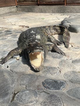 熱川バナナワニ園に投稿された画像（2022/8/18）