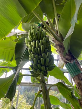 熱川バナナワニ園に投稿された画像（2022/8/18）