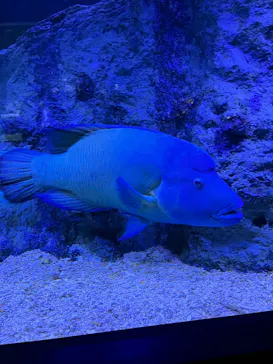 すみだ水族館に投稿された画像（2022/8/18）