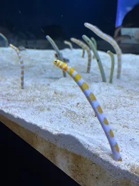 すみだ水族館に投稿された画像（2022/8/18）