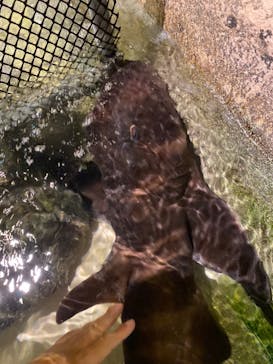 新江ノ島水族館に投稿された画像（2022/8/17）