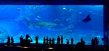 沖縄美ら海水族館に投稿された画像（2022/8/18）