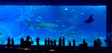 沖縄美ら海水族館に投稿された画像（2022/8/18）