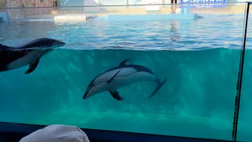 下田海中水族館に投稿された画像（2022/8/18）