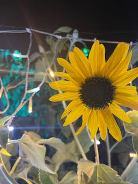 せんだい農業園芸センター　みどりの杜に投稿された画像（2022/8/18）