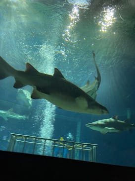 アクアワールド茨城県大洗水族館に投稿された画像（2022/8/18）