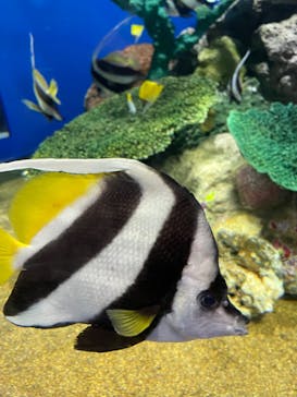 アクアワールド茨城県大洗水族館に投稿された画像（2022/8/18）