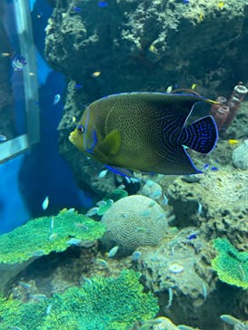 アクアワールド茨城県大洗水族館に投稿された画像（2022/8/18）