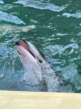 伊豆・三津シーパラダイスに投稿された画像（2022/8/18）