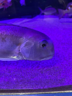 伊豆・三津シーパラダイスに投稿された画像（2022/8/18）