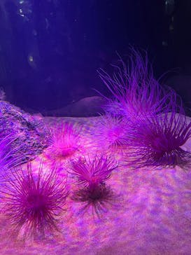 伊豆・三津シーパラダイスに投稿された画像（2022/8/18）