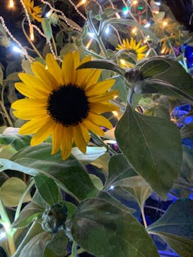 せんだい農業園芸センター　みどりの杜に投稿された画像（2022/8/18）