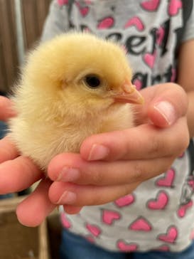 しろとり動物園に投稿された画像（2022/8/18）