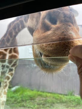 那須サファリパークに投稿された画像（2022/8/18）