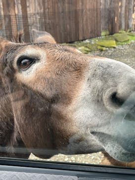 那須サファリパークに投稿された画像（2022/8/18）