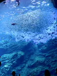 仙台うみの杜水族館に投稿された画像（2022/8/18）