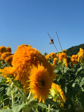 淡路ファームパーク イングランドの丘に投稿された画像（2022/8/18）