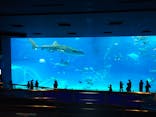 沖縄美ら海水族館に投稿された画像（2022/8/18）