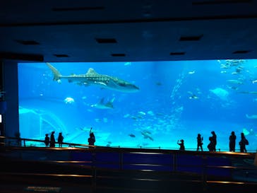 沖縄美ら海水族館に投稿された画像（2022/8/18）