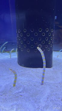 沖縄美ら海水族館に投稿された画像（2022/8/18）