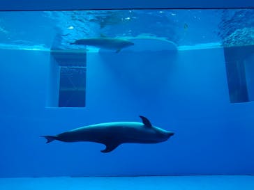 上越市立水族博物館 うみがたりに投稿された画像（2022/8/18）