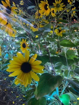 せんだい農業園芸センター　みどりの杜に投稿された画像（2022/8/18）