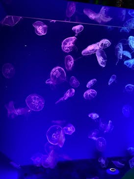 名古屋港水族館に投稿された画像（2022/8/18）