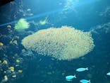 環境水族館アクアマリンふくしまに投稿された画像（2022/8/19）