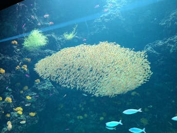 環境水族館アクアマリンふくしまに投稿された画像（2022/8/18）