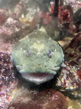 仙台うみの杜水族館に投稿された画像（2022/8/19）