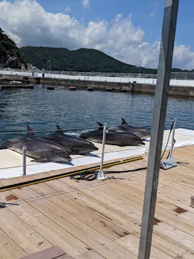 うみたま体験パーク 「つくみイルカ島」に投稿された画像（2022/8/19）