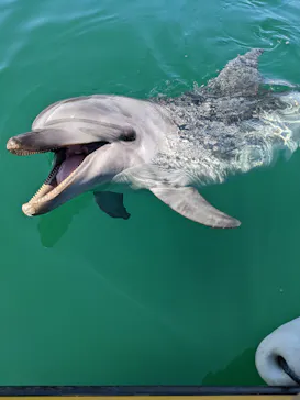 うみたま体験パーク 「つくみイルカ島」に投稿された画像（2022/8/19）