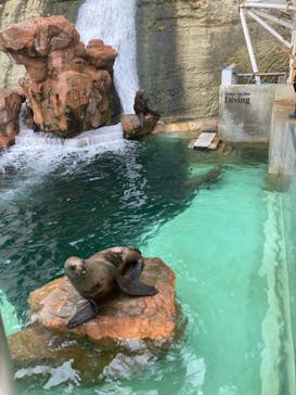 城崎マリンワールドに投稿された画像（2022/8/19）