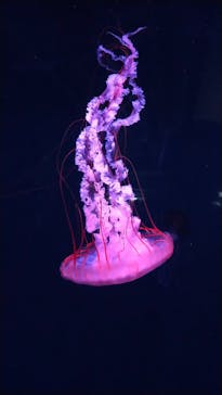 京都水族館に投稿された画像（2022/8/19）