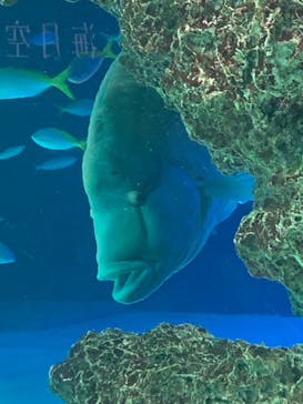 サンシャイン水族館に投稿された画像（2022/8/19）