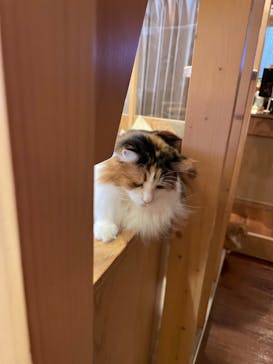 猫カフェモカ　池袋西口店に投稿された画像（2022/8/19）
