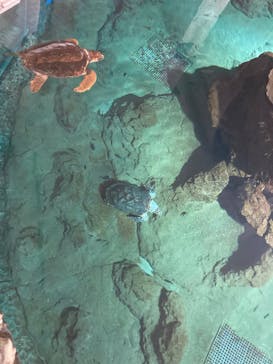 名古屋港水族館に投稿された画像（2022/8/19）