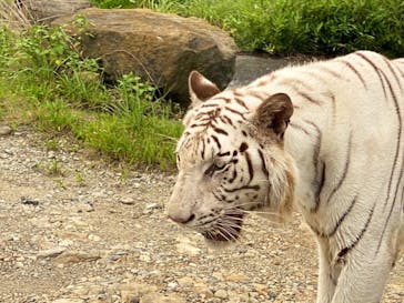 群馬サファリパークに投稿された画像（2022/8/19）