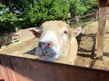 群馬サファリパークに投稿された画像（2022/8/19）