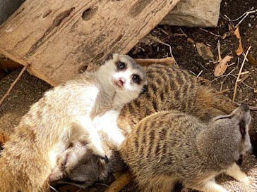 群馬サファリパークに投稿された画像（2022/8/19）