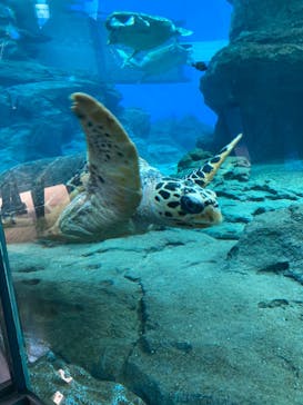 名古屋港水族館に投稿された画像（2022/8/19）