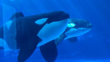 名古屋港水族館に投稿された画像（2022/8/19）