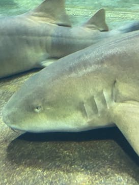 アクアワールド茨城県大洗水族館に投稿された画像（2022/8/19）
